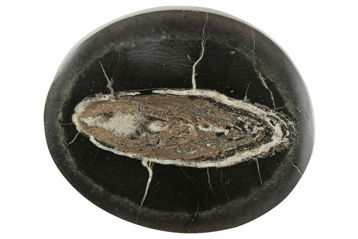 Polished Fish Coprolite (Fossil Poo) Nodule Half - Scotland #242049